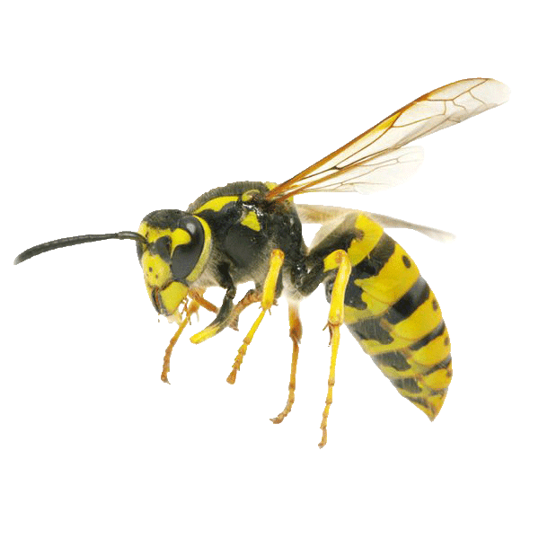 Image of Wasp
