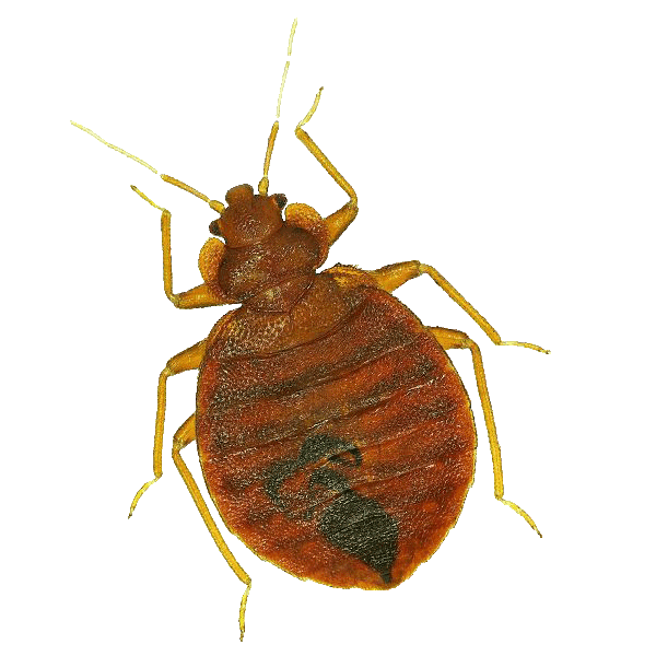 bed bugs