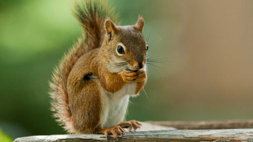 Image of a squirrel eating something