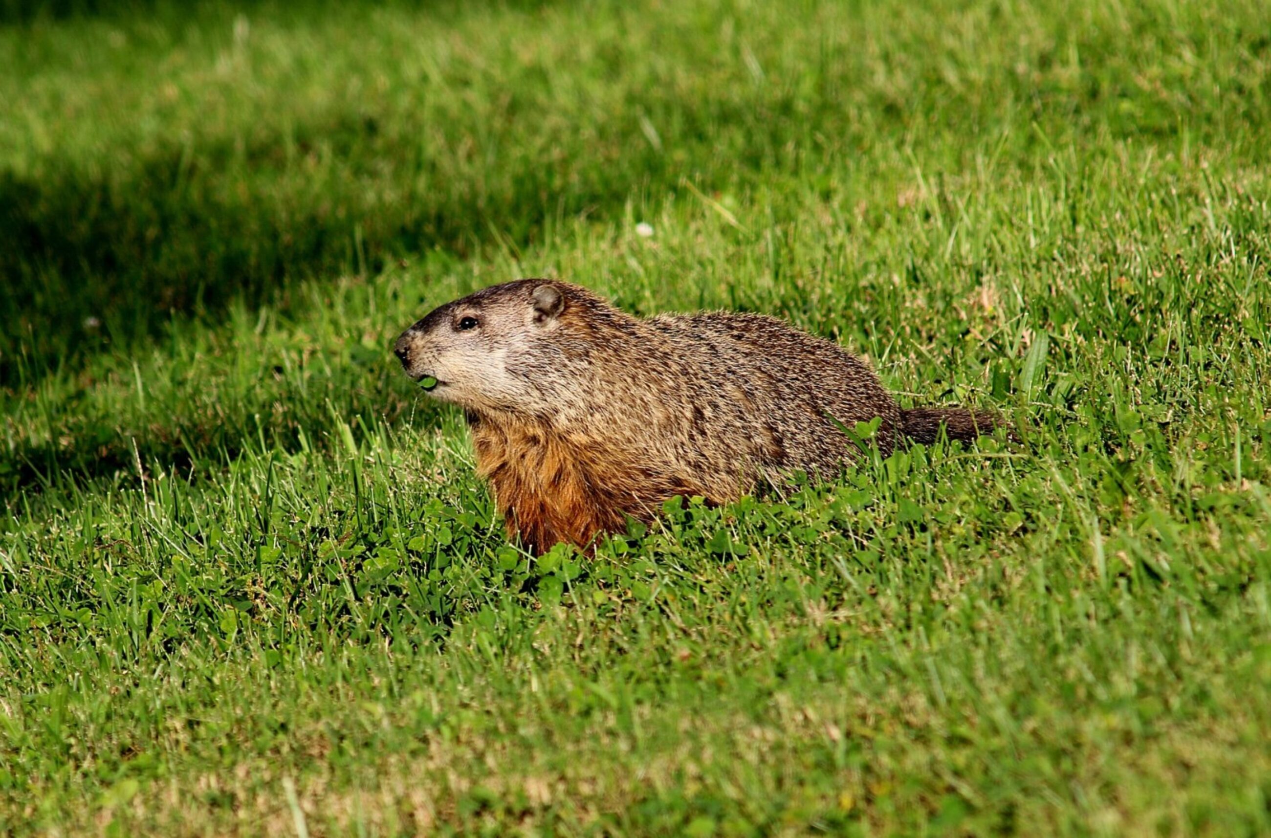 Groundhog Pest Control – Prevent Lawn Damage & Burrowing Groundhog in backyard garden – common lawn-damaging pest controlled by Adams Pest Control
