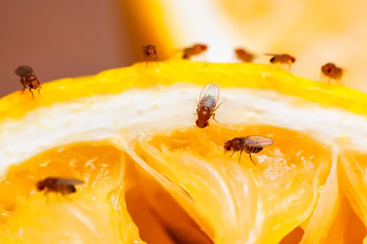 Close up image of fruit flies landing on a jackfruit