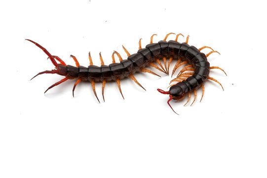 Close-up Image of a Centipede