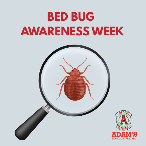A Graphics Image for Bed Bug Awareness Week