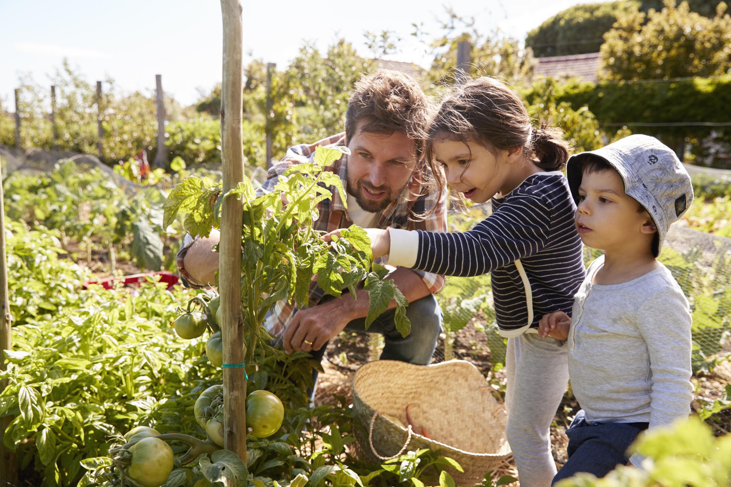 Father and daughters working in the garden