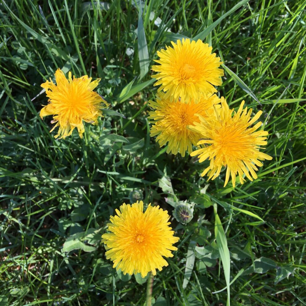14B five dandelions before lawn treatment