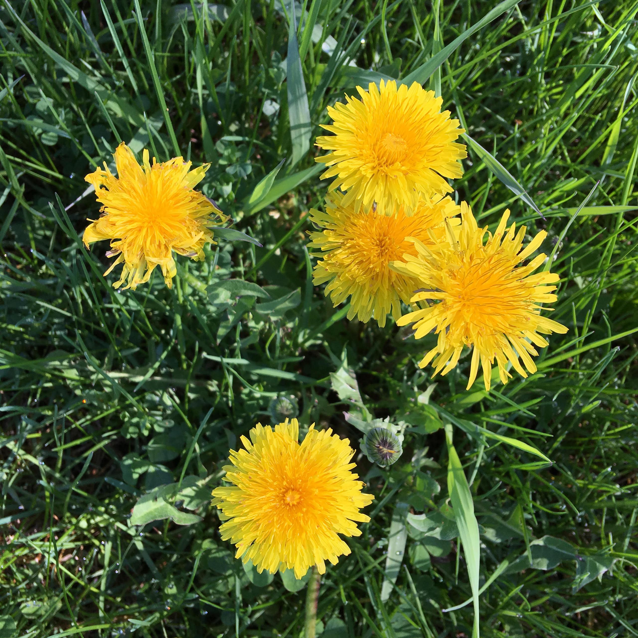 five dandelions before lawn treatment