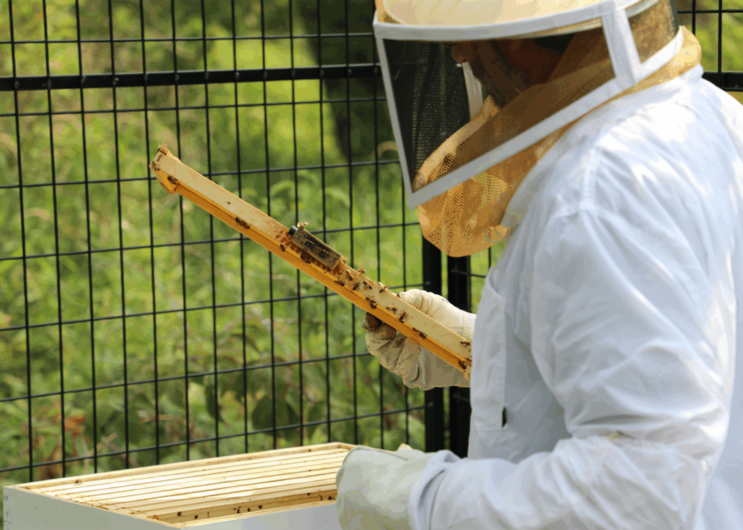 Environmental approach on Pollinator Protection by Adams Pest Control Adams Environmental approach beekeeper inspecting honeycomb frame to protect beneficial pollinators in Minnesota
