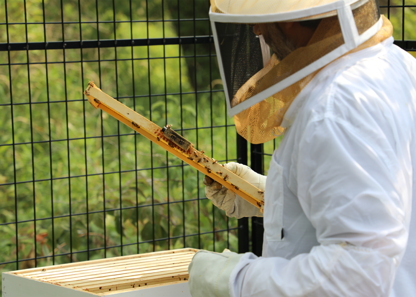 bee keeper observing honeycomb