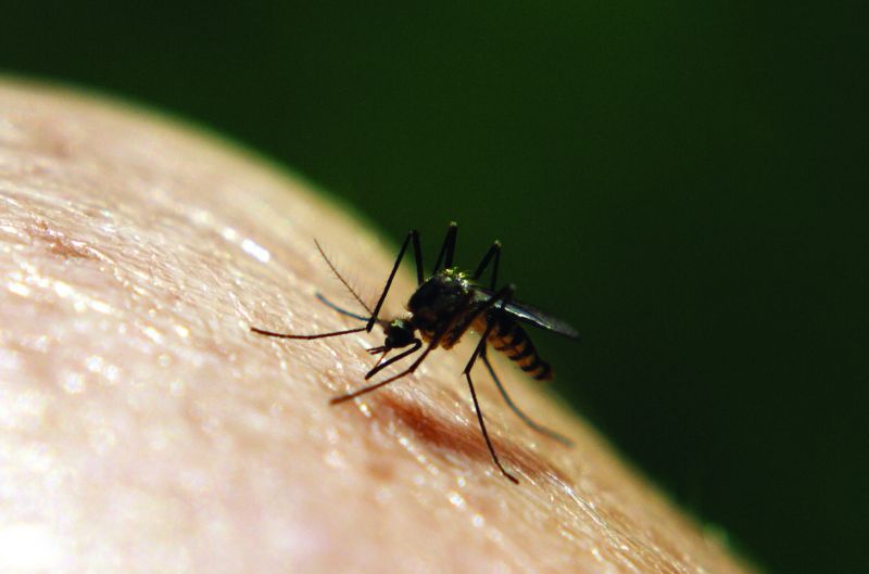 mosquito on skin