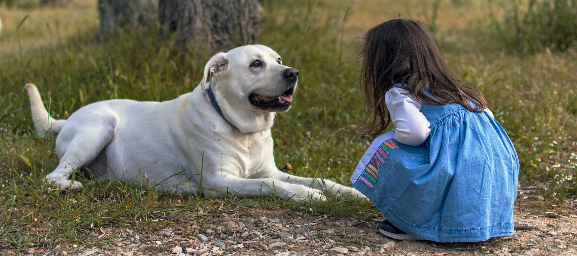 Dog and child playing