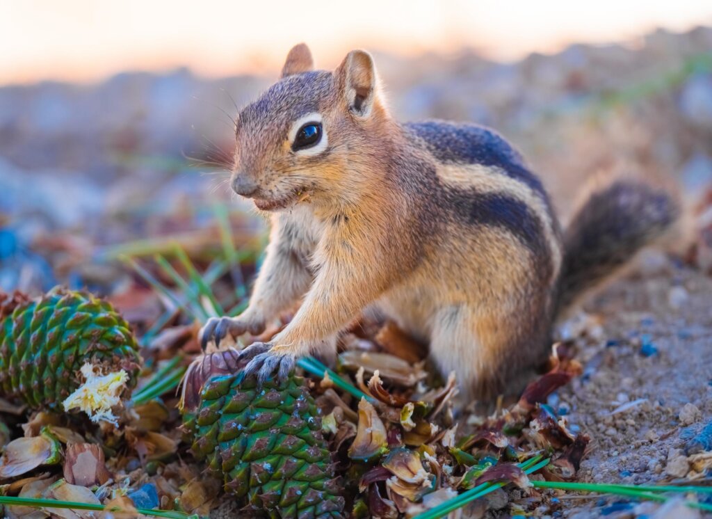 How to Trap Chipmunks, Trapping Chipmunks