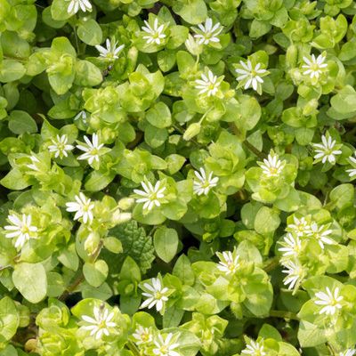 Image of Common Chickweed
