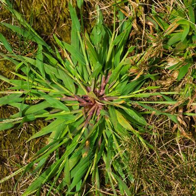 Common lawn weeds, crabgrass