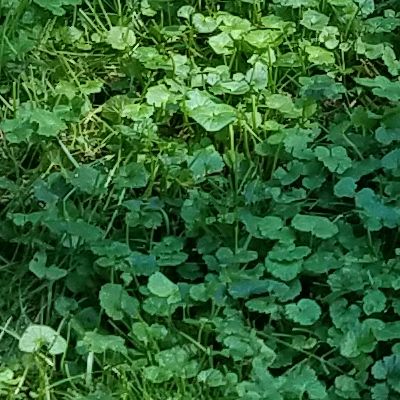 Creeping Charlie Weeds of Minnesota, Creeping Charlie