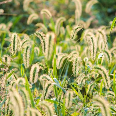 Foxtail lawn weeds, foxtail