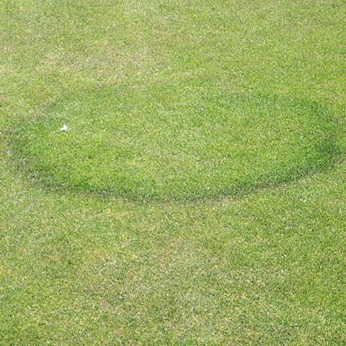 Lawn weeds and diseases, fairy ring
