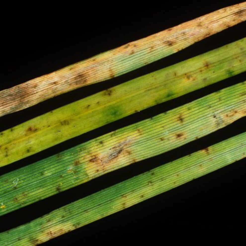 Leaf Spot Lawn weeds and diseases, leaf spot