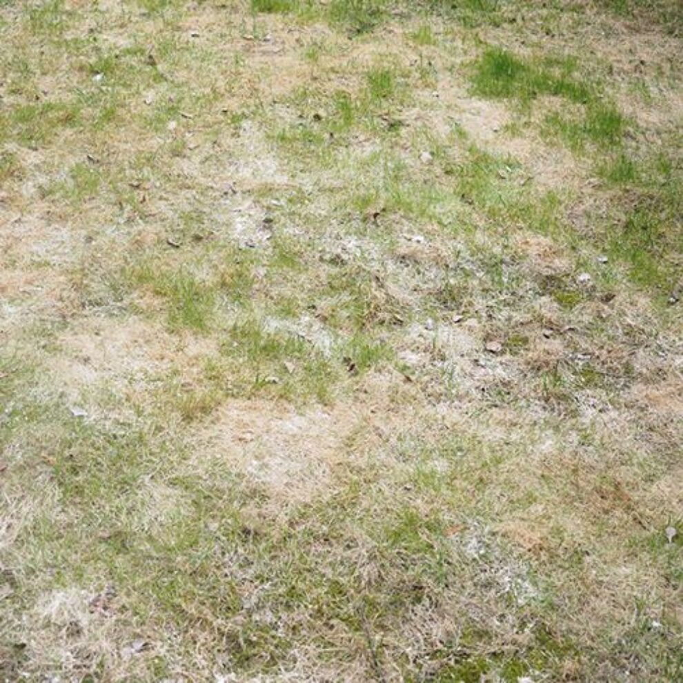 Powdery Mildew Common Lawn Diseases Powdery Mildew