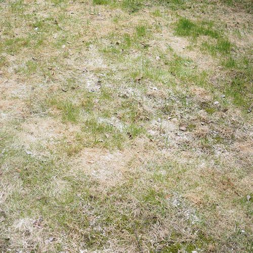 Common Lawn Diseases Powdery Mildew