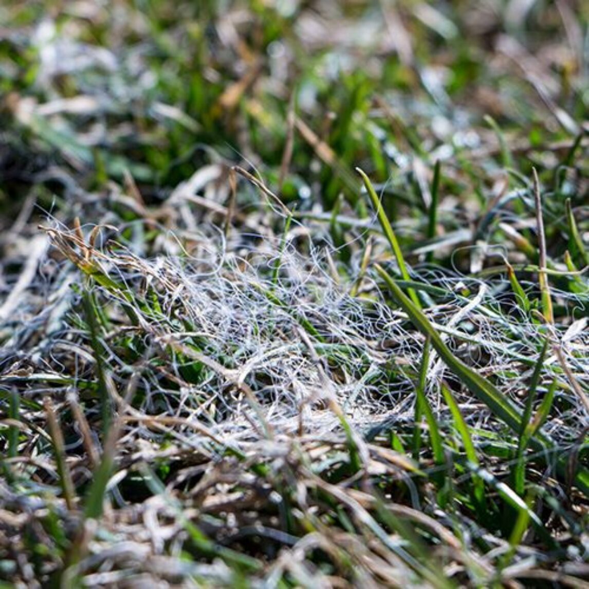 Image of a Snow Mold a common lawn disease