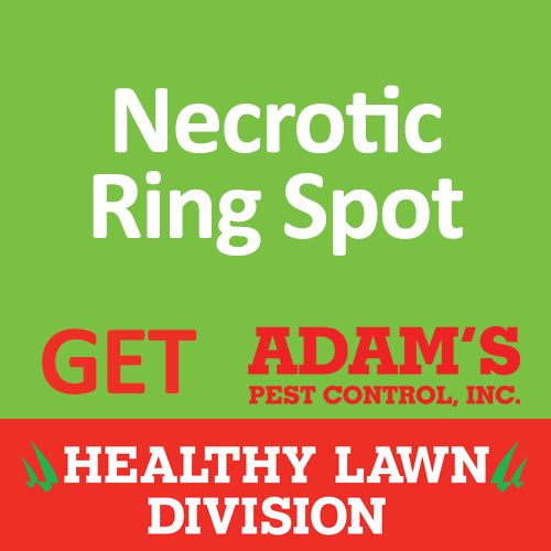 Adam's Healthy Lawn, necrotic ring spot
