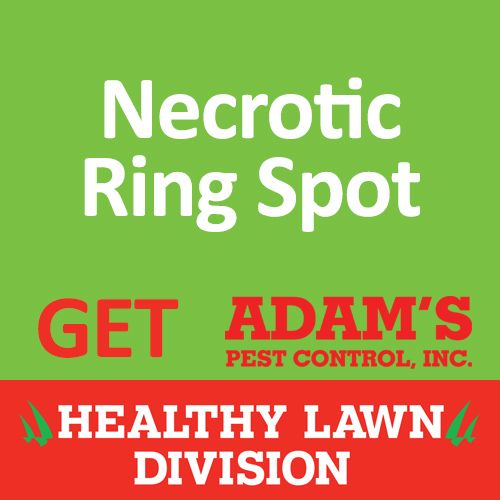 Necrotic Ring Spot Adam's Healthy Lawn, necrotic ring spot