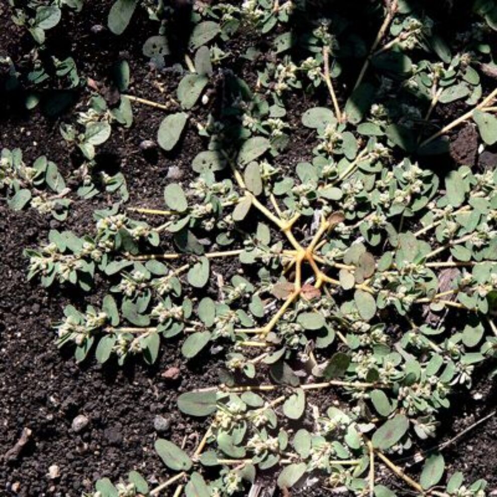 Spurge Common lawn weed, spurge