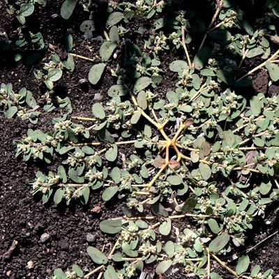 Common lawn weed, spurge