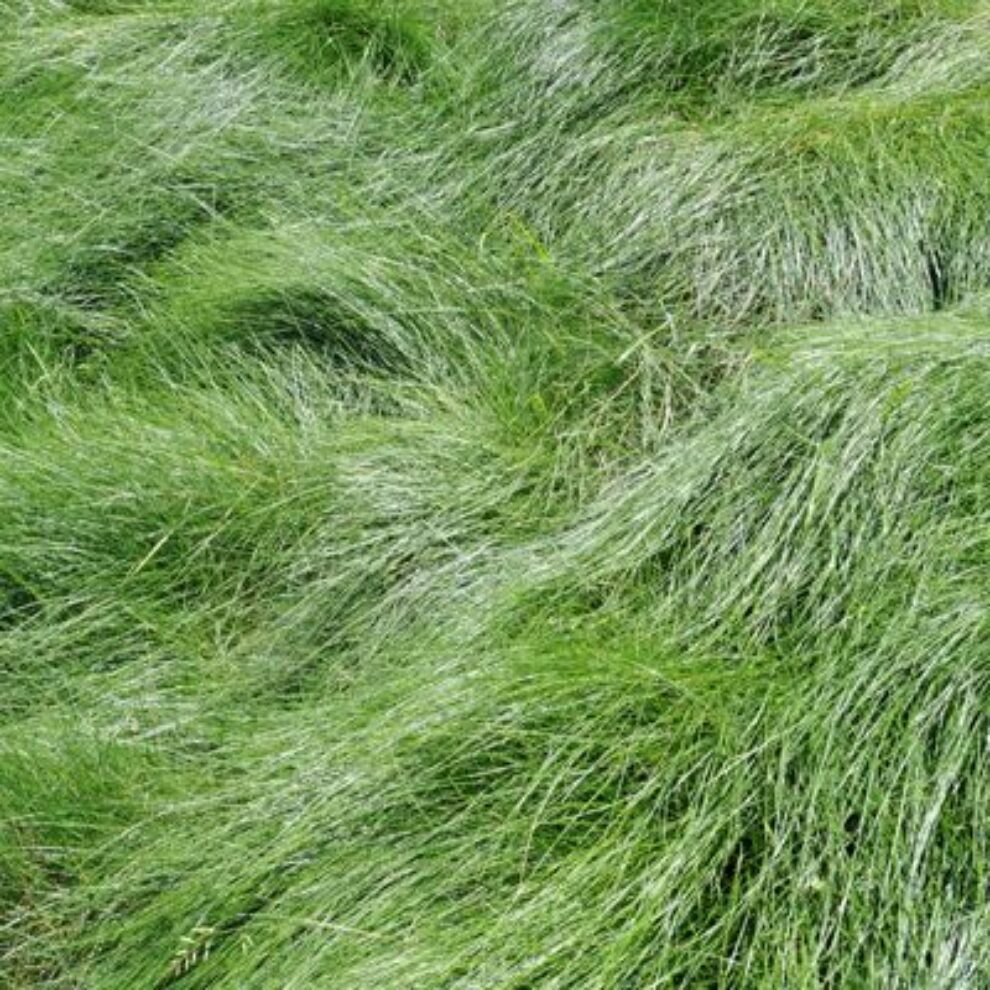 Tall Fescue Common lawn weeds and diseases, tall fescue