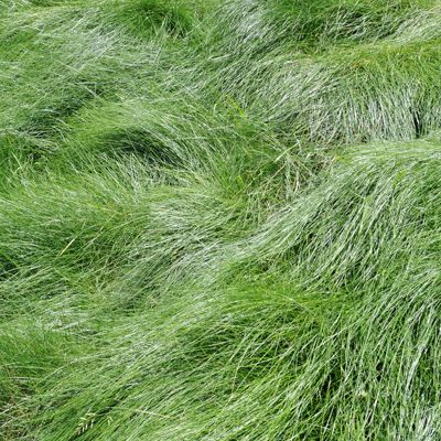Common lawn weeds and diseases, tall fescue