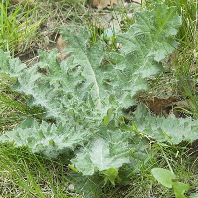 Thistle. A common lawn weed.