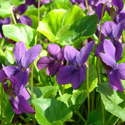 Common lawn weeds, violet