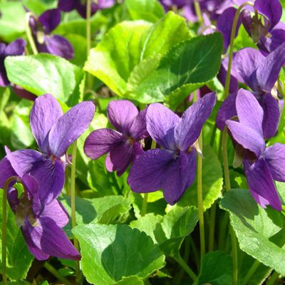 Violet Common lawn weeds, violet