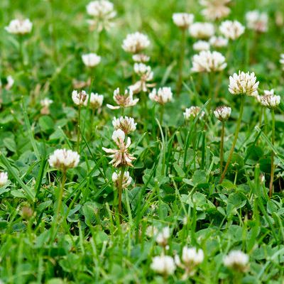 Lawn weeds, white clover