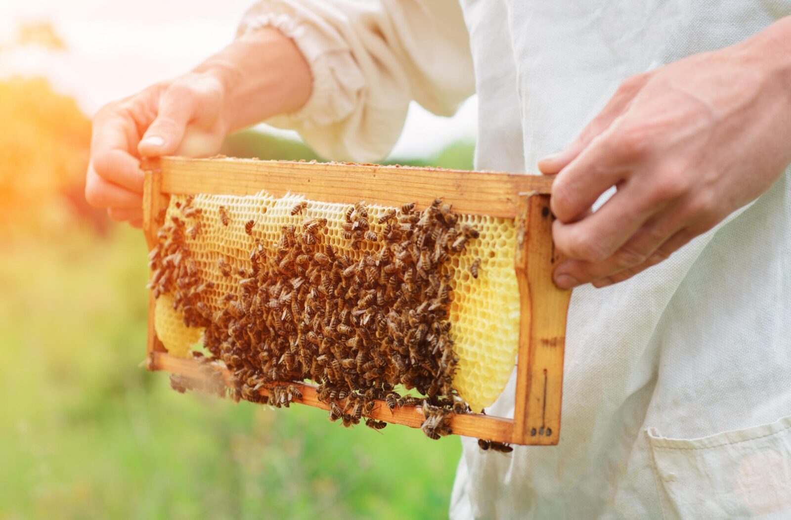 beekeeper holding bees