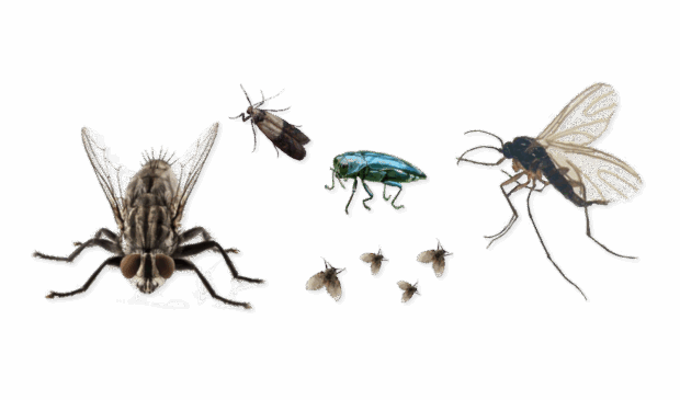 Common flying pests in Minnesota including flies, moths, and gnats