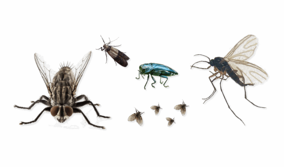 Flying Pests in Minnesota | Identify & Eliminate with Adam’s Pest Control Common flying pests in Minnesota including flies, moths, and gnats