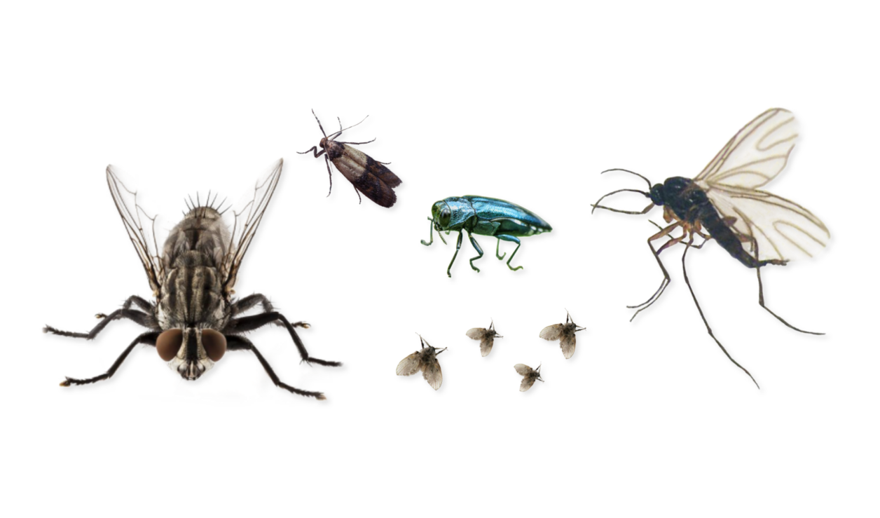 flying pests