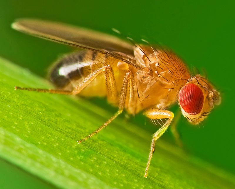 Close-up of a fruit fly on a green leaf – common indoor pest treated by Adams Pest Control in Minnesota