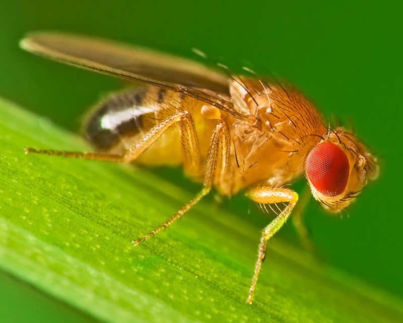 https://www.adamspestcontrol.com/wp-content/uploads/2022/03/fruitfly-on-leaf.k.jpg