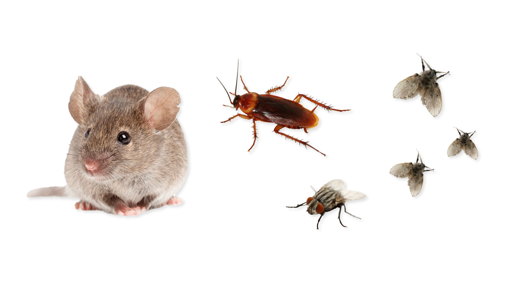 image of health risks pests
