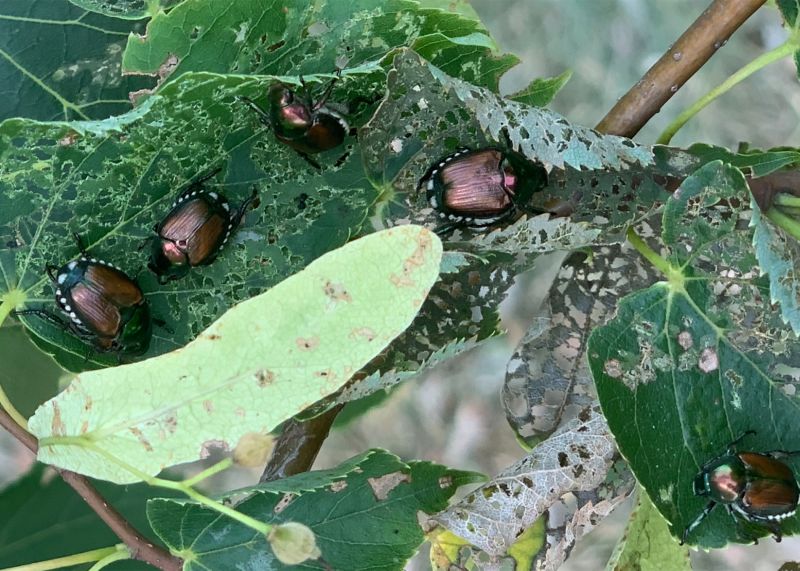 japanese beetles