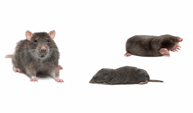 rodents