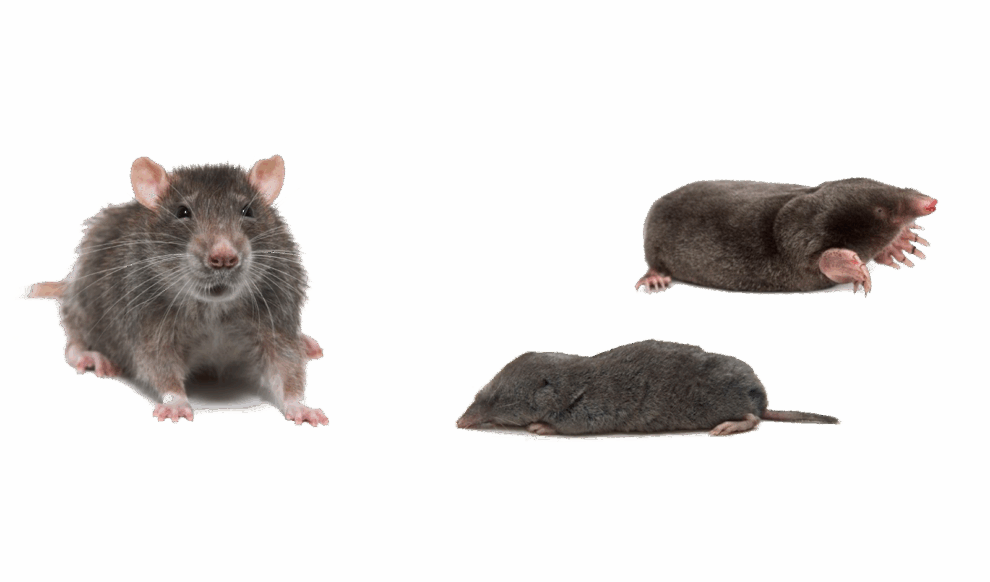 rodents