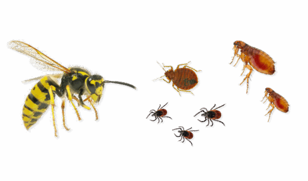 stinging biting pests