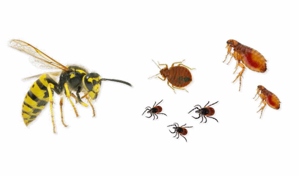 stinging biting pests