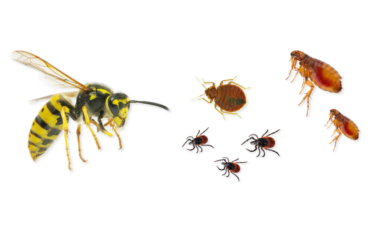 stinging biting pests
