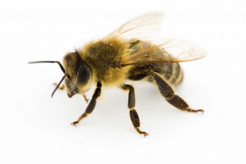 Close-up of a bee pollinating a yellow flower in natural light