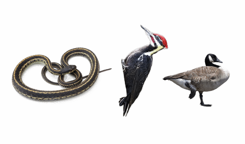 Common Nuisance Wildlife – Understanding Invasive Species and Effective Control Strategies Various nuisance wildlife species that commonly invade residential properties, emphasizing the importance of effective wildlife control and exclusion services.