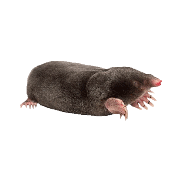 Mole in lawn – subterranean pest causing raised tunnels and turf damage in residential yards